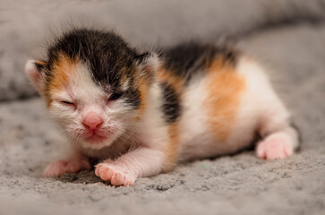 One-week-old calico kitten with eyes beginning to open