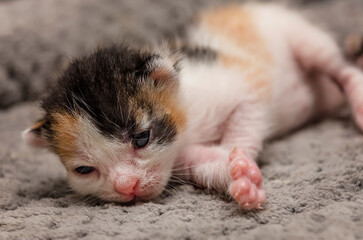One-week-old calico kitten with eyes beginning to open