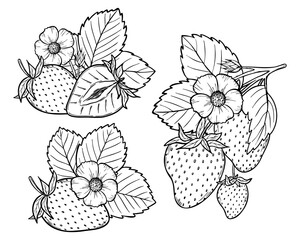 Vector strawberry line art illustration set with berries, leaves and flowers, hand drawn botanical outline drawing, monochrome sketch. Design elements for coloring book, background, pattern, packaging