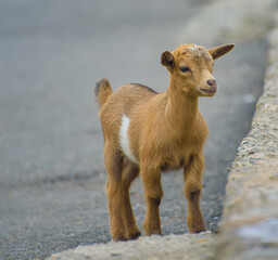 African dwarf goat