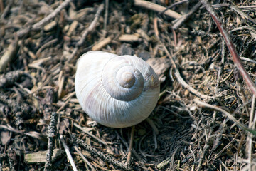 snail on the ground
