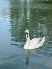 Mute swan swims in an artificial pond in the park.