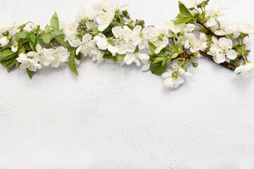 Naklejka na ściany i meble Beautiful blossoming branch on white background