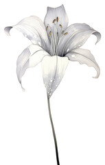PNG Silver lily flower petal plant - obrazy, fototapety, plakaty