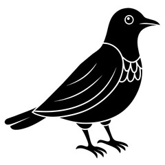 bird on a white background