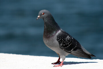 Obraz premium pigeon on the beach