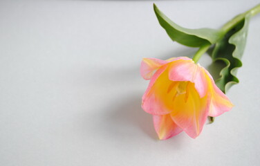 Pink-yellow tulip flower on a pastel gray background. Space for text, copy, top view, postcard, background
