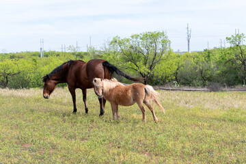 A mini horse in a field with a big horse