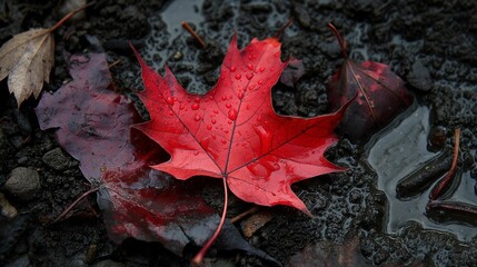 A vivid red maple leaf stands out with fresh raindrops on its surface, lying on the wet dark ground.