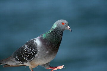 close up of a pigeon