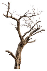 Fototapeta premium PNG Driftwood plant tree tranquility