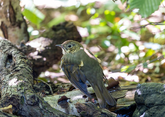 Song Thrush (Turdus philomelos) - Found across Europe & parts of Asia - 786692511