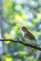 Song Thrush (Turdus philomelos) - Found across Europe & parts of Asia - 786692526