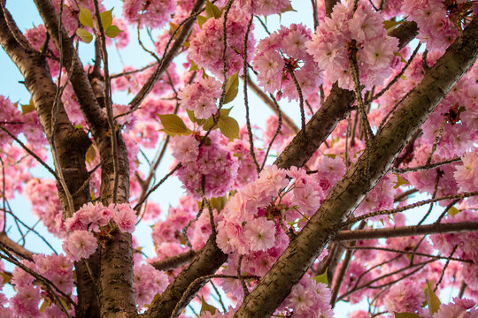 Beautiful blossoming magnolia tree in the spring time. Magnolia flowers branch