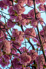 Magnolia flowers branch on a blue sky background