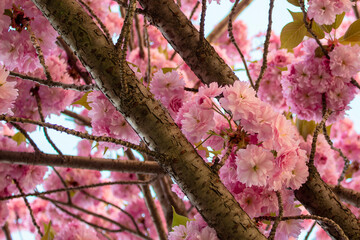 Beautiful blossoming magnolia tree in the spring time. Magnolia flowers branch