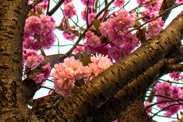 Magnolia flowers branch on a blue sky background