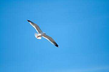 seagull in flight