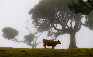 Nebelwald Fanal auf der Insel Madeira
