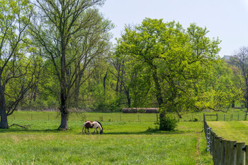 Two beautiful quarterhorses in a Tennessee field