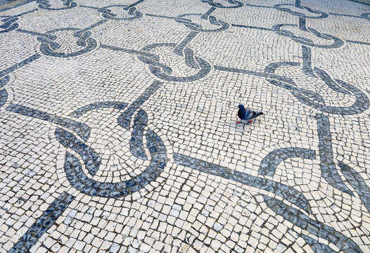 Cal&ccedil;ada Portuguesa com uma pomba.