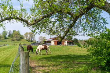 Two beautiful quarterhorses in a Tennessee field