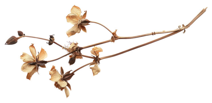 PNG Dried flower plant white background accessories