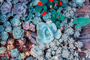 Miniature succulent plants in a planter background - 786698104