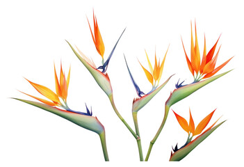 PNG Bird of paradise flowers plant white background inflorescence - obrazy, fototapety, plakaty