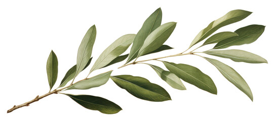 PNG Botanical illustration of an olive leaf plant herbs annonaceae