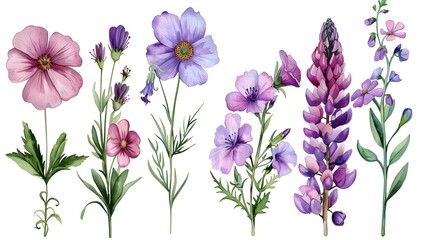 set of purple and pink garden flowers close-up, watercolor illustration on white background
 - Powered by Adobe