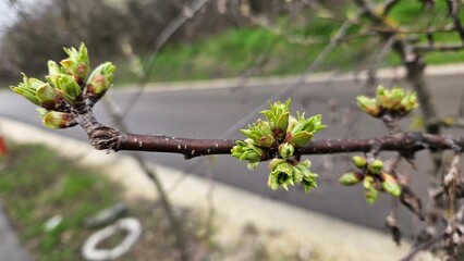 Spring Awakening: Budding Leaves