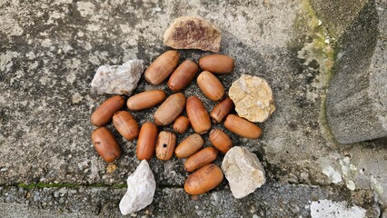 Acorn Circle with Rocks