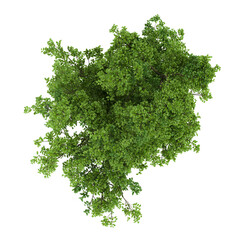 tree, top view, on transparent background	