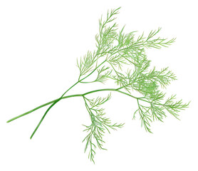 Fototapeta premium PNG Dill plant white background freshness