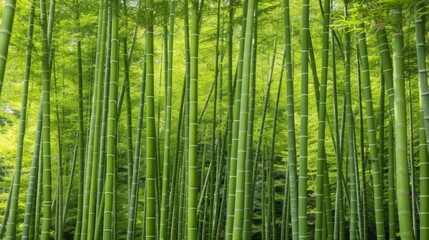 Fototapeta premium Serene Green Bamboo Forest Sunlight