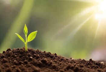 Young green plant sprouting from soil with sunlight rays in the background - obrazy, fototapety, plakaty