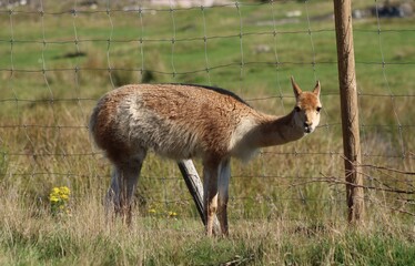 HIGHLAND WILDLIFE PARK, SCOTLAN. EUROPE