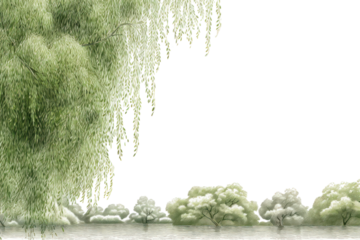 PNG Willow tree landscape outdoors