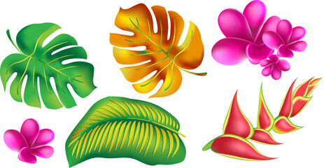 jungle flower,leaves  tropic set. isolated elements. Palm leaf, monstera, pink plumeria flower,hibiscus blossom, exotic tropical summer flowers and leaves. - 786703912
