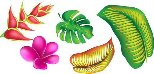 jungle flower,leaves  tropic set. isolated elements. Palm leaf, monstera, pink plumeria flower,hibiscus blossom, exotic tropical summer flowers and leaves. - 786703959