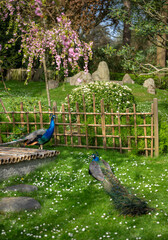 Two peacocks in Kyoto Garden, a Japanese garden in Holland Park, London, UK. Holland Park is a public park in the London borough of Kensington. Indian peafowl (Pavo cristatus).