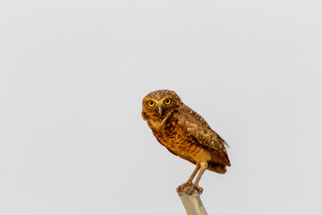  cute owl on a fence in the wild