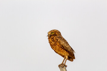  cute owl on a fence in the wild