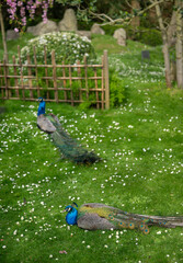Two peacocks in Kyoto Garden, a Japanese garden in Holland Park, London, UK. Holland Park is a public park in the London borough of Kensington. Indian peafowl (Pavo cristatus).
