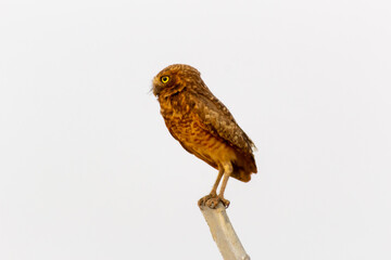  cute owl on a fence in the wild
