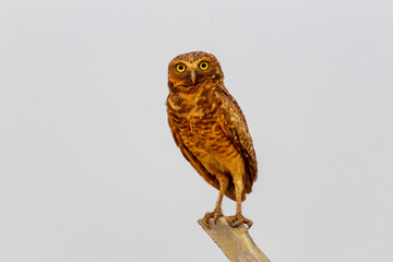  cute owl on a fence in the wild
