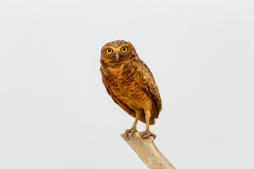  cute owl on a fence in the wild