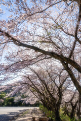 桜満開の雨引観音