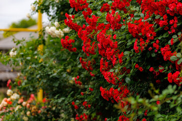 A red bush with green leaves and a yellow fence